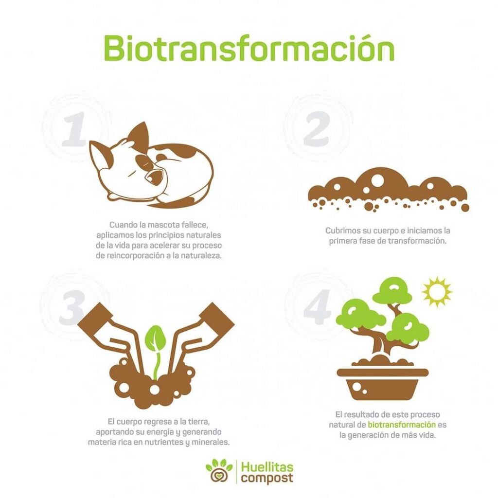 Mano sosteniendo una planta pequeña